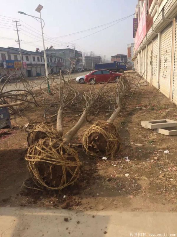 楓楊圖片楓楊樹基地實拍