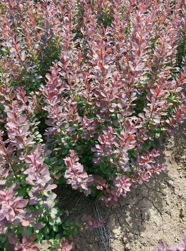 紅葉小檗圖片基地實(shí)拍 紅葉小檗圖片基地實(shí)拍