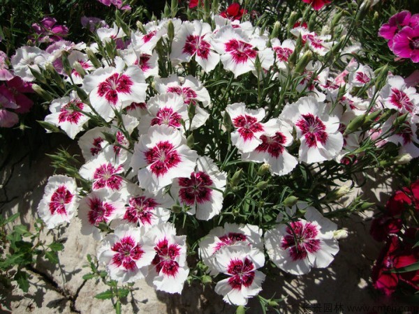 常夏石竹圖片基地實拍