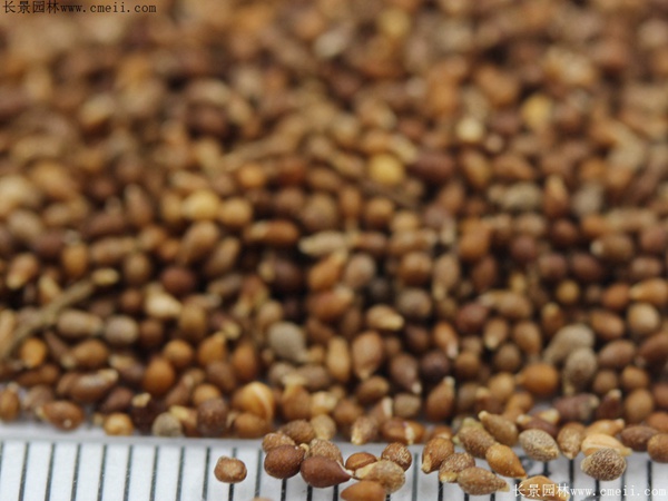 紫花地丁種子圖片 紫花地丁種子圖片