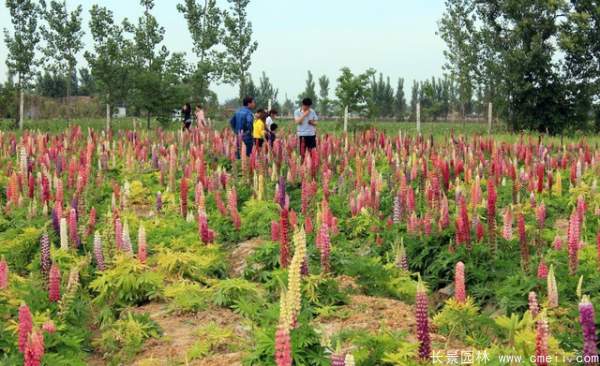 羽扇豆種子發(fā)芽出苗開(kāi)花圖片