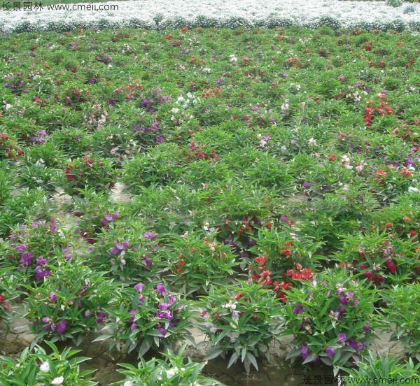 長春花種子發芽出苗開花圖片