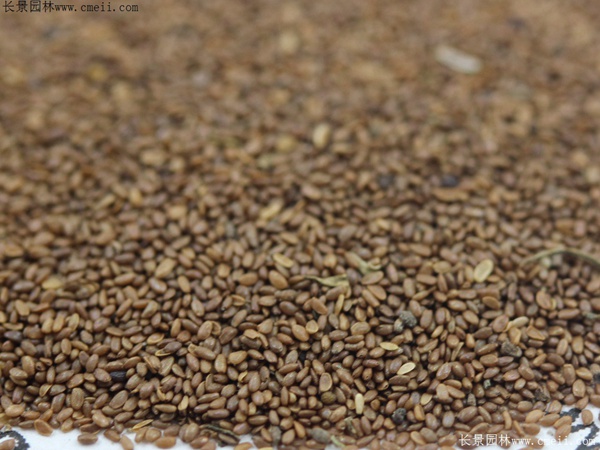 風鈴花種子圖片