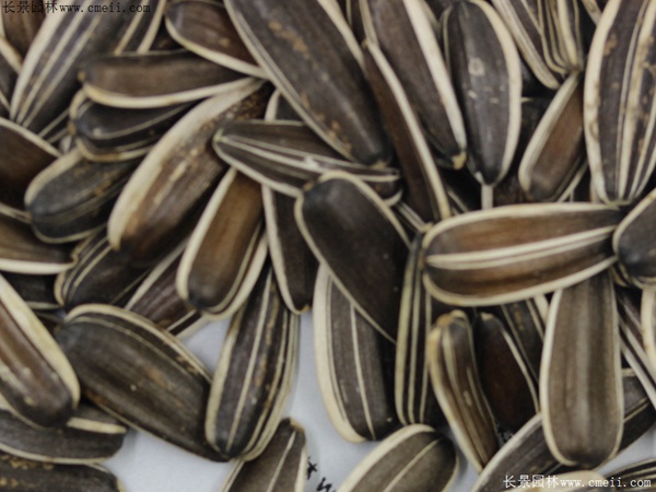 油葵種子 油葵種子
