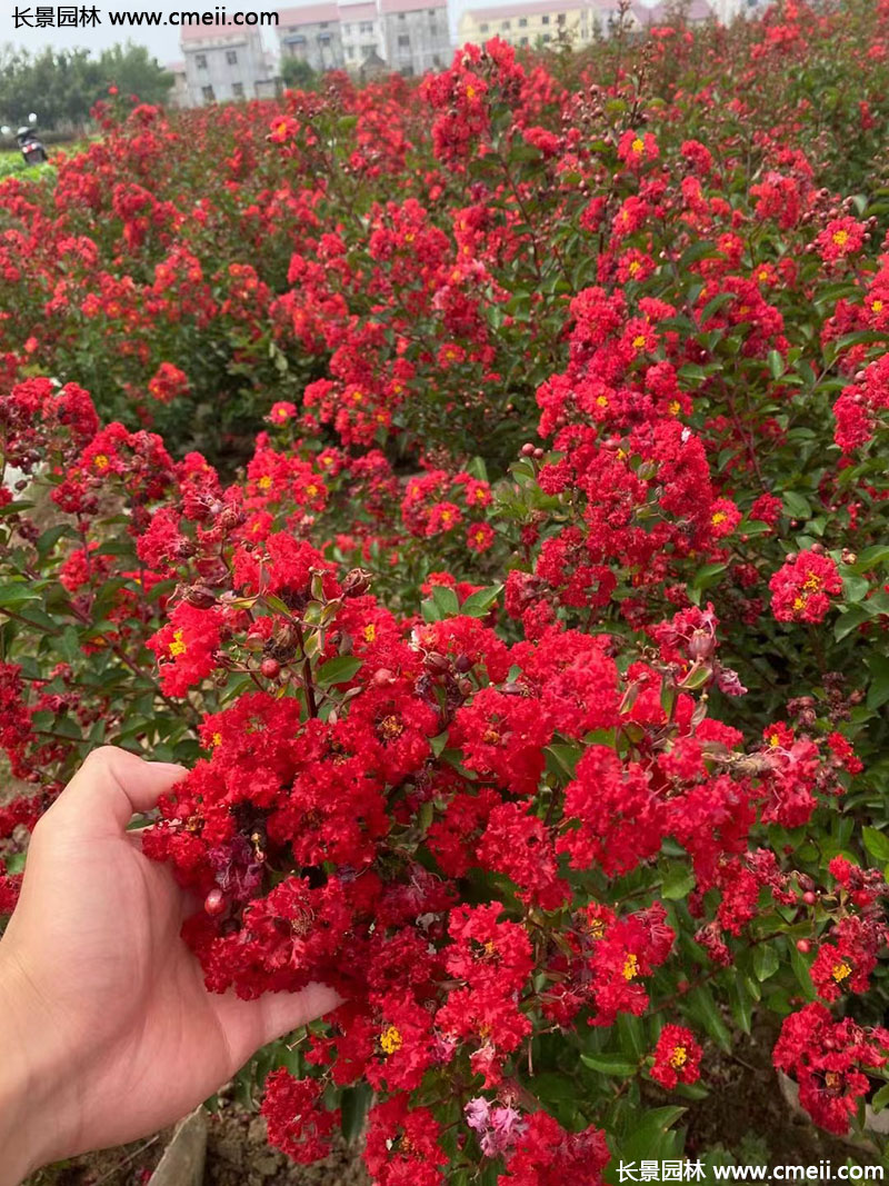 長景園林矮紫薇 長景園林矮紫薇