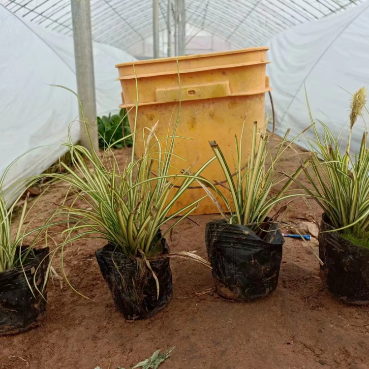 金葉苔草 來(lái)自長(zhǎng)景園林 金葉苔草 來(lái)自長(zhǎng)景園林