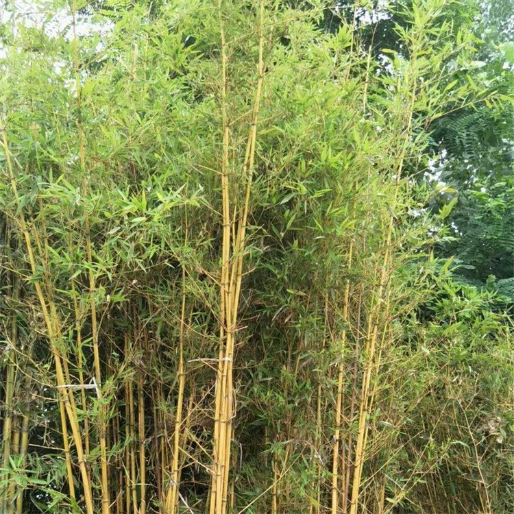黃金竹 黃金竹