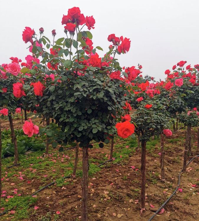 玫瑰樹 玫瑰樹